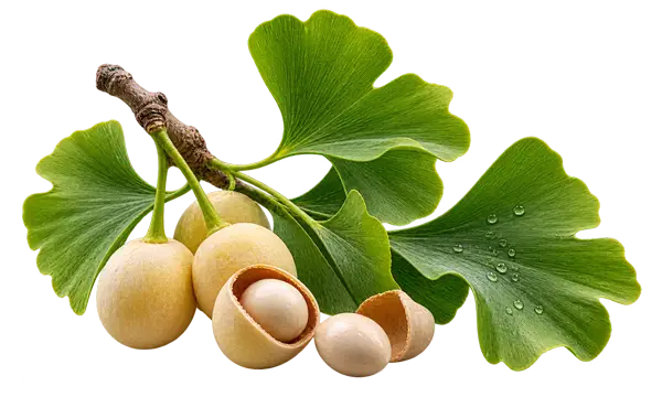Ginkgo Biloba